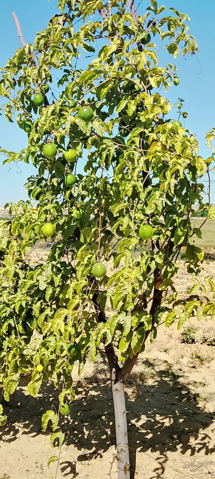 Foto 3