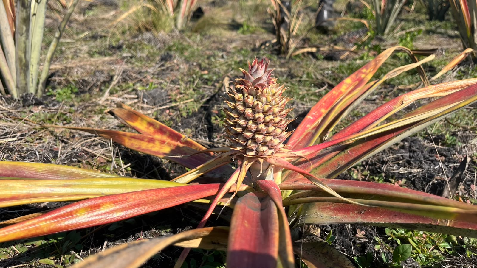 Foto 4